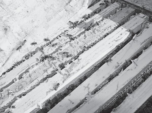 Иллюстрация к книге — Пчеловодство для начинающих [_28.jpg]