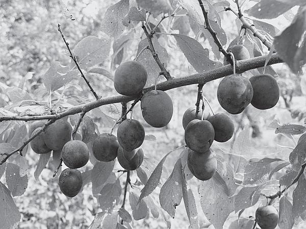 Иллюстрация к книге — Пчеловодство для начинающих [_282.jpg]