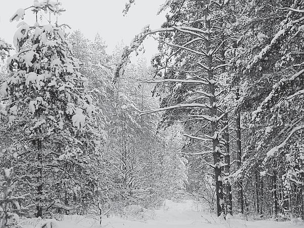 Иллюстрация к книге — Пчеловодство для начинающих [_291.jpg]