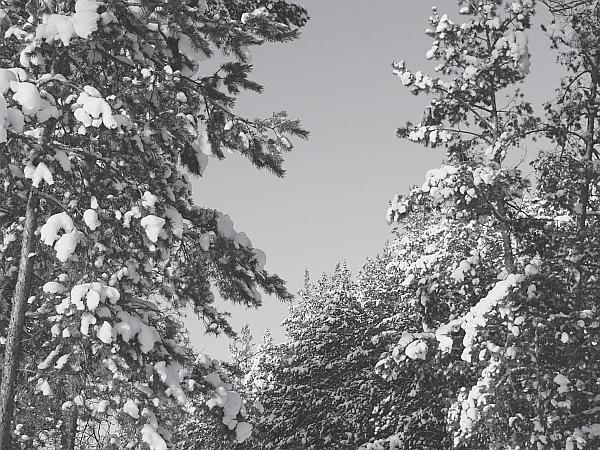 Иллюстрация к книге — Пчеловодство для начинающих [_292.jpg]