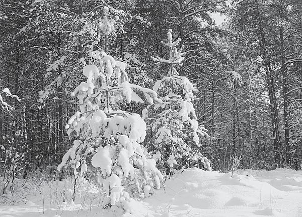 Иллюстрация к книге — Пчеловодство для начинающих [_294.jpg]