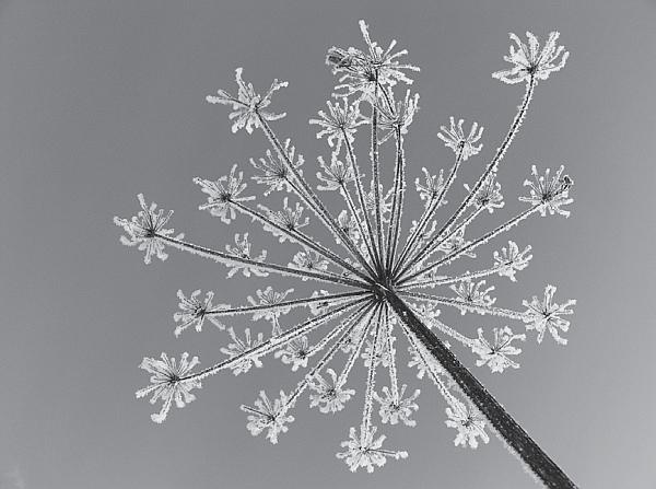 Иллюстрация к книге — Пчеловодство для начинающих [_297.jpg]