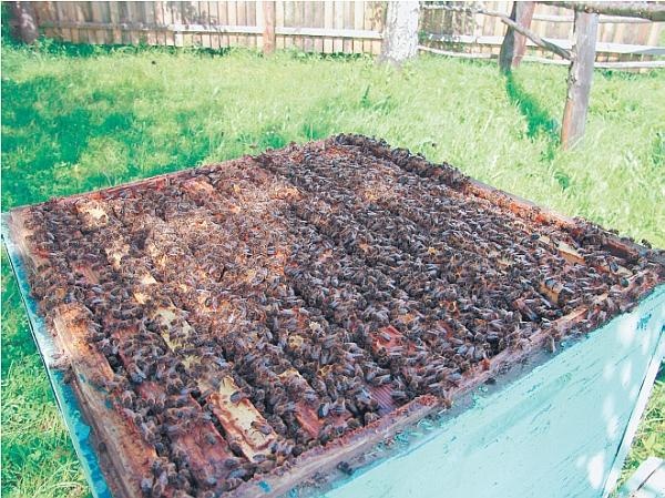 Иллюстрация к книге — Пчеловодство для начинающих [_302.jpg]