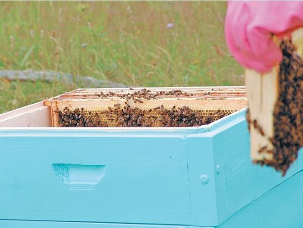 Иллюстрация к книге — Пчеловодство для начинающих [_308.jpg]