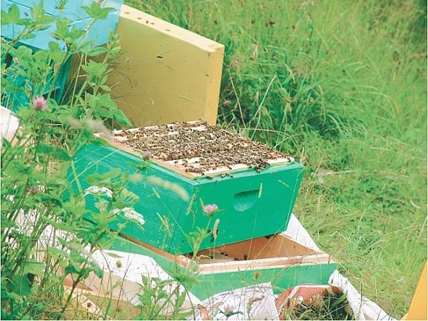 Иллюстрация к книге — Пчеловодство для начинающих [_309.jpg]