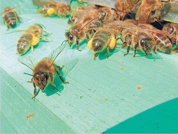 Иллюстрация к книге — Пчеловодство для начинающих [_315.jpg]