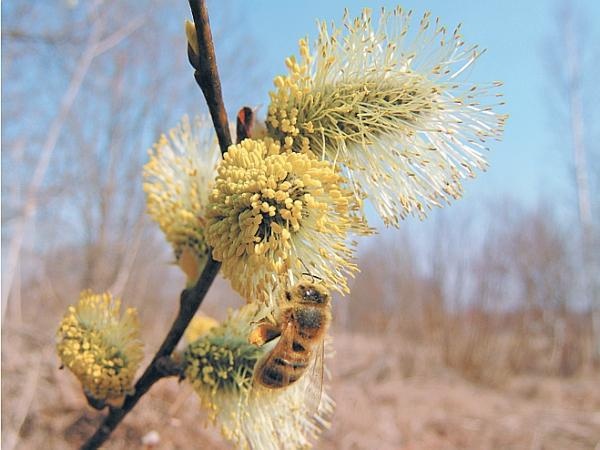 Иллюстрация к книге — Пчеловодство для начинающих [_316.jpg]