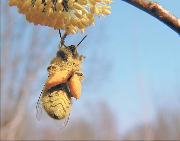 Иллюстрация к книге — Пчеловодство для начинающих [_317.jpg]