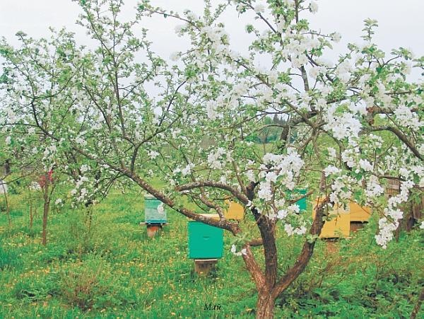 Иллюстрация к книге — Пчеловодство для начинающих [_318.jpg]