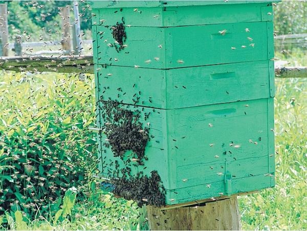 Иллюстрация к книге — Пчеловодство для начинающих [_322.jpg]