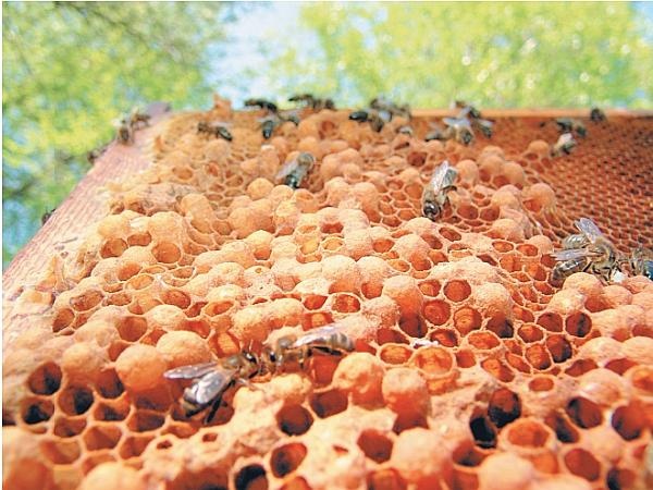 Иллюстрация к книге — Пчеловодство для начинающих [_323.jpg]