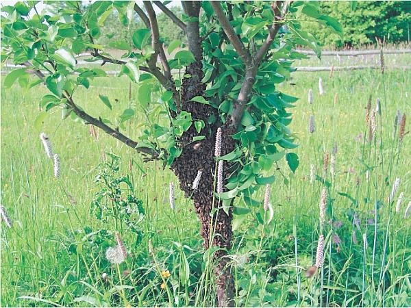 Иллюстрация к книге — Пчеловодство для начинающих [_324.jpg]