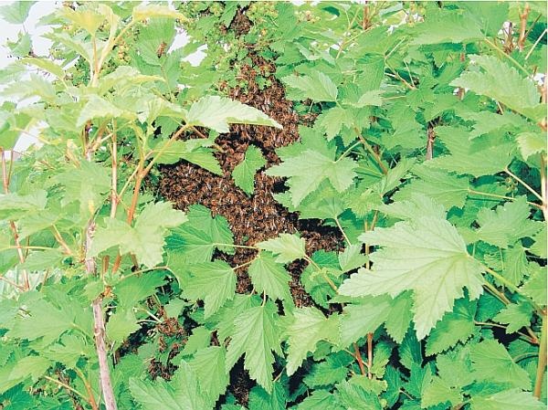 Иллюстрация к книге — Пчеловодство для начинающих [_326.jpg]