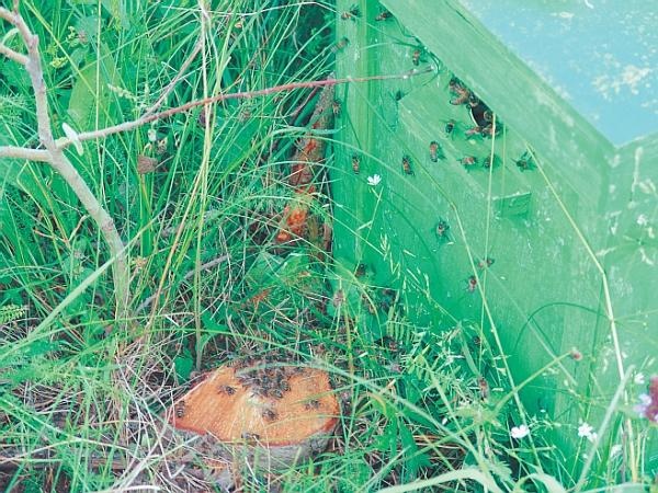 Иллюстрация к книге — Пчеловодство для начинающих [_331.jpg]