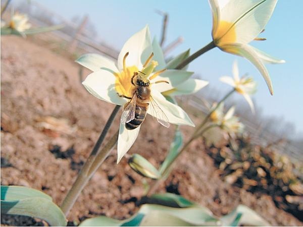 Иллюстрация к книге — Пчеловодство для начинающих [_332.jpg]