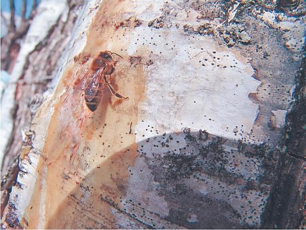 Иллюстрация к книге — Пчеловодство для начинающих [_333.jpg]