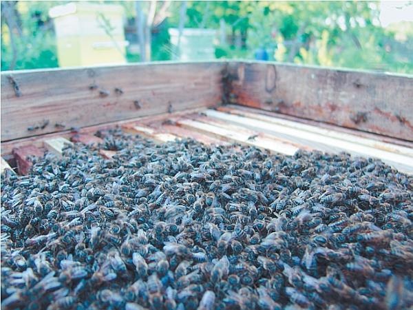 Иллюстрация к книге — Пчеловодство для начинающих [_335.jpg]