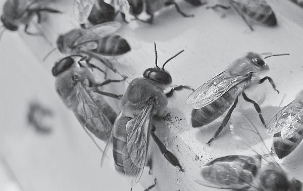 Иллюстрация к книге — Пчеловодство для начинающих [_38.jpg]