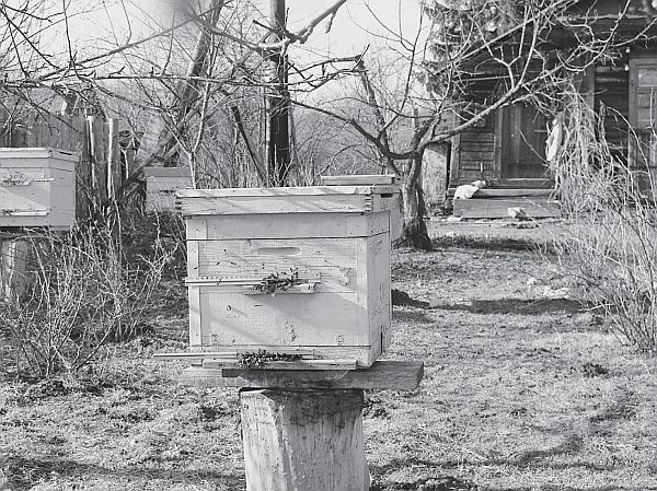 Иллюстрация к книге — Пчеловодство для начинающих [_40.jpg]