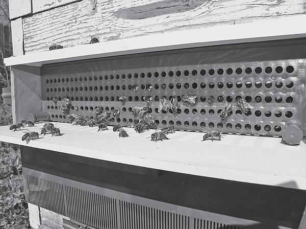 Иллюстрация к книге — Пчеловодство для начинающих [_42.jpg]