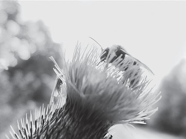 Иллюстрация к книге — Пчеловодство для начинающих [_43.jpg]