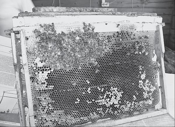 Иллюстрация к книге — Пчеловодство для начинающих [_55.jpg]