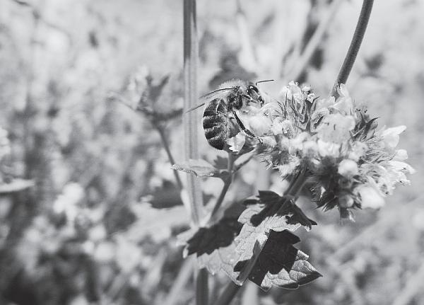 Иллюстрация к книге — Пчеловодство для начинающих [_57.jpg]