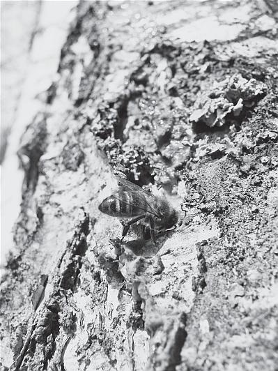 Иллюстрация к книге — Пчеловодство для начинающих [_58.jpg]