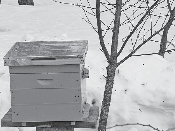 Иллюстрация к книге — Пчеловодство для начинающих [_60.jpg]