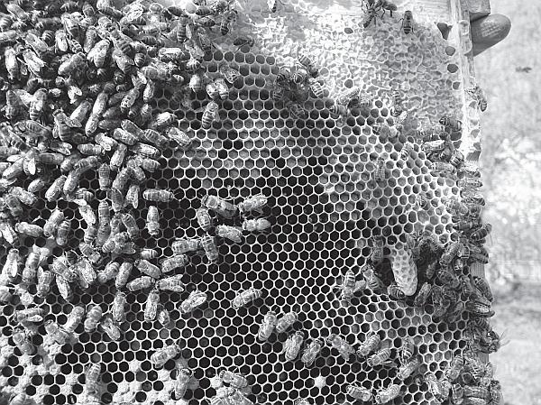 Иллюстрация к книге — Пчеловодство для начинающих [_63.jpg]