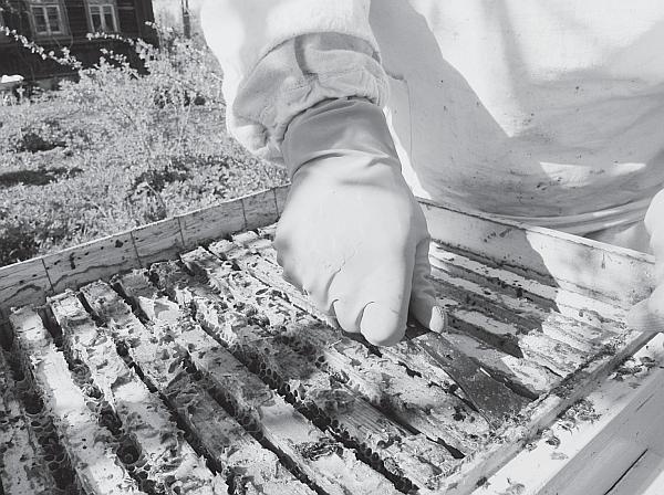 Иллюстрация к книге — Пчеловодство для начинающих [_64.jpg]