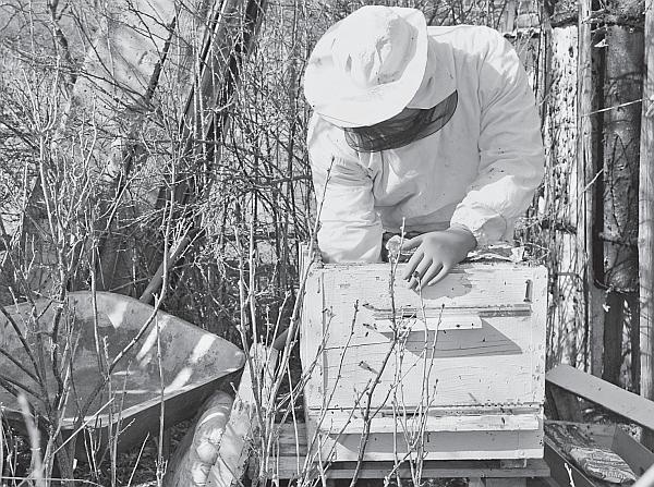 Иллюстрация к книге — Пчеловодство для начинающих [_85.jpg]