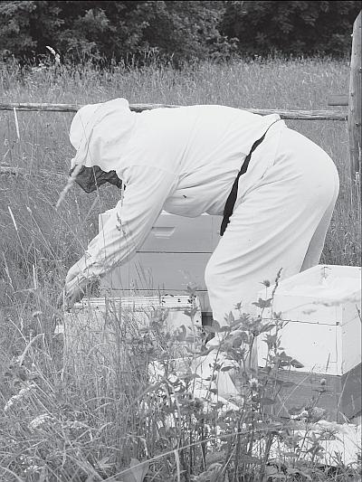 Иллюстрация к книге — Пчеловодство для начинающих [_90.jpg]