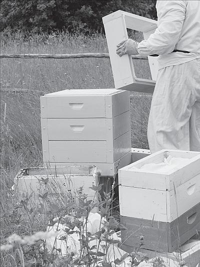 Иллюстрация к книге — Пчеловодство для начинающих [_91.jpg]