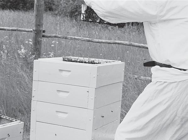 Иллюстрация к книге — Пчеловодство для начинающих [_95.jpg]