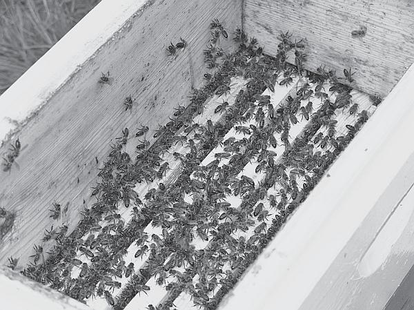 Иллюстрация к книге — Пчеловодство для начинающих [_96.jpg]