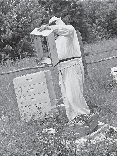 Иллюстрация к книге — Пчеловодство для начинающих [_97.jpg]