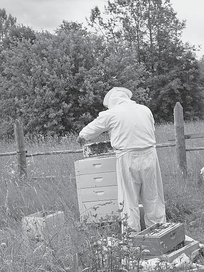 Иллюстрация к книге — Пчеловодство для начинающих [_98.jpg]