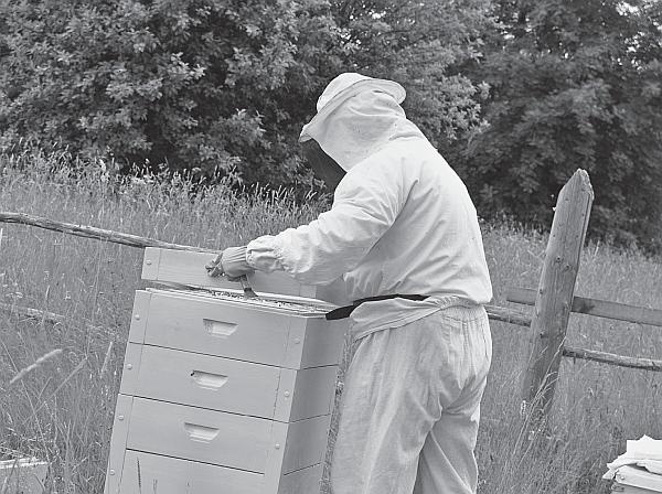 Иллюстрация к книге — Пчеловодство для начинающих [_99.jpg]