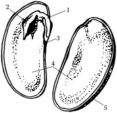 Иллюстрация к книге — Отличный урожай круглый год [i_056.jpg]