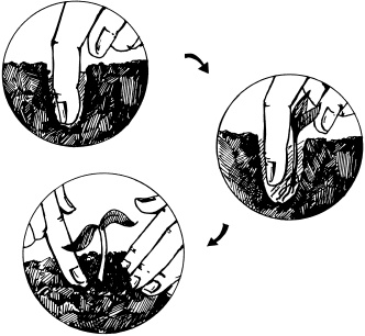Иллюстрация к книге — Отличный урожай круглый год [i_068.jpg]