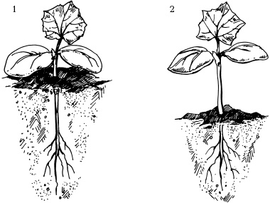 Иллюстрация к книге — Отличный урожай круглый год [i_069.jpg]
