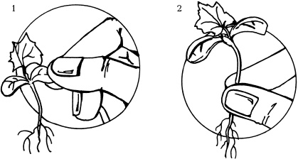 Иллюстрация к книге — Отличный урожай круглый год [i_070.jpg]