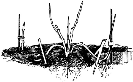 Иллюстрация к книге — Отличный урожай круглый год [i_082.jpg]