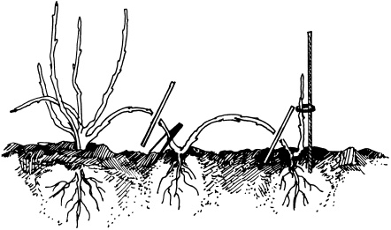 Иллюстрация к книге — Отличный урожай круглый год [i_083.jpg]