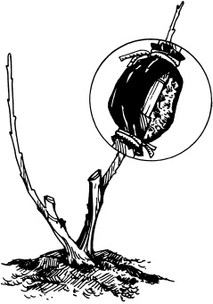 Иллюстрация к книге — Отличный урожай круглый год [i_085.jpg]