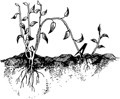 Иллюстрация к книге — Отличный урожай круглый год [i_086.jpg]