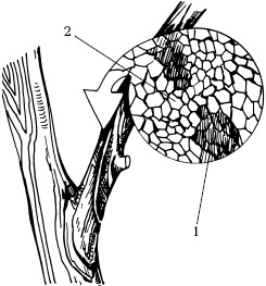 Иллюстрация к книге — Отличный урожай круглый год [i_091.jpg]
