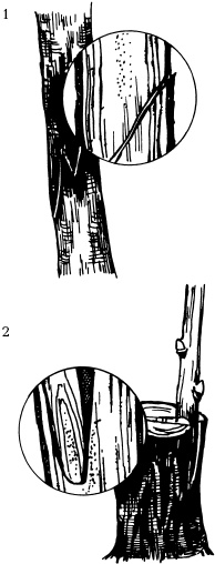 Иллюстрация к книге — Отличный урожай круглый год [i_096.jpg]