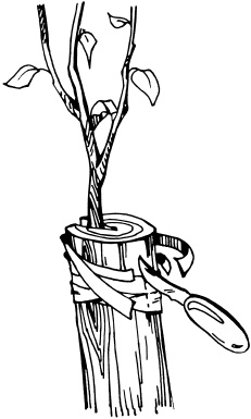 Иллюстрация к книге — Отличный урожай круглый год [i_100.jpg]